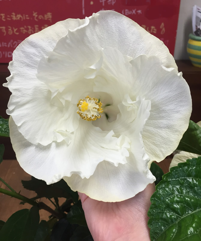 ハイビスカス バイロンメッツ 真っ白なハイビスカスです 山形県山形市の花屋 花の店ジョアン