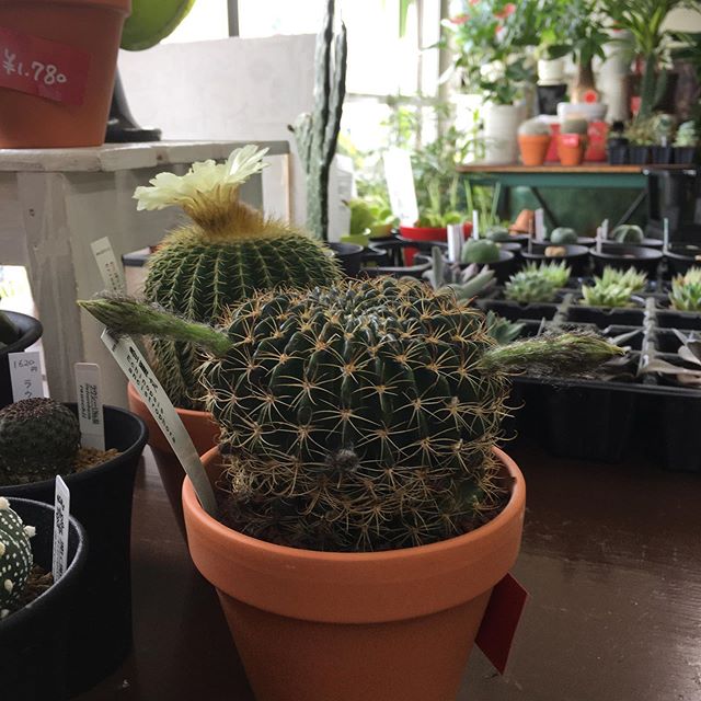 仕入れた時はつぼみには気が付きませんでした。これは2日前の写真。いつの間にサボテンから耳が生えた#花の店ジョアン#サボテン#cactus