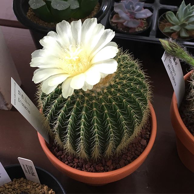 ワラシーというかサボテンです。こんなに大きくてきれいなお花が咲くなんて！すごく可愛いです！ぜひ見に来てください。#花の店ジョアン#サボテン#サボテンワラシー #cactus
