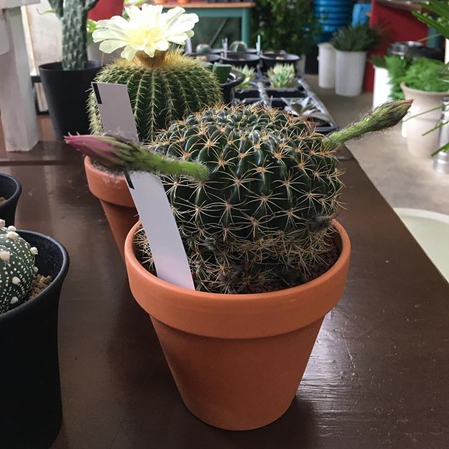 定点カメラとはいかないまでも、なるべく同じところから撮影しました。昨日と違って今日は色がついてきました。何色の花だか昨日までわからなかったけどピンクなんですね！#花の店ジョアン#サボテン#cactus